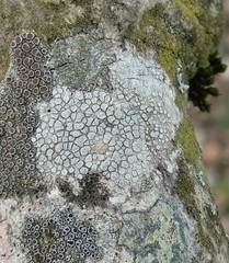 Lecanora carpinea
