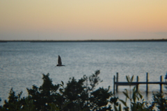 Hirundo rustica erythrogaster