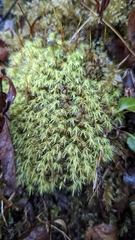 Bartramia pomiformis