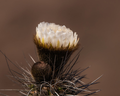 Eulychnia taltalensis
