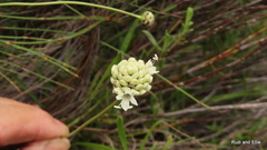 Cephalaria attenuata