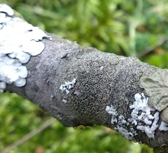 Rinodina
