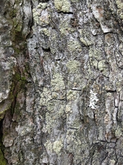 Lecanora conizaeoides