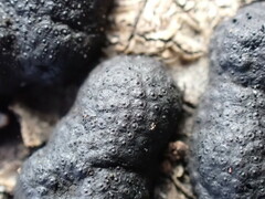 Hypoxylaceae