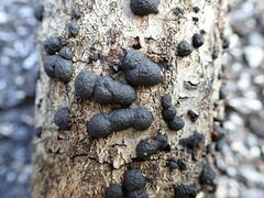 Hypoxylaceae