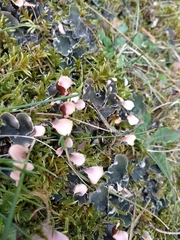 Peltigera rufescens