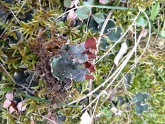Peltigera rufescens