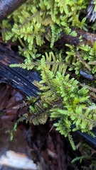 Callicladium imponens