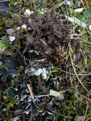 Peltigera rufescens