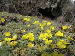 Potentilla acaulis