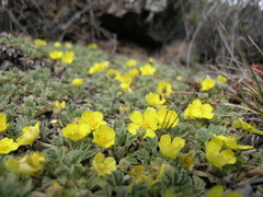 Potentilla acaulis