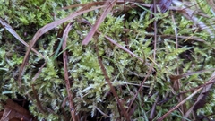 Calliergonella cuspidata