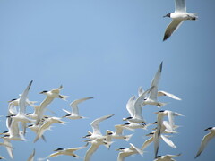 Thalasseus sandvicensis