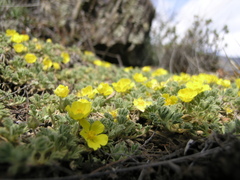 Potentilla acaulis