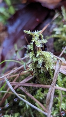 Calliergonella cuspidata