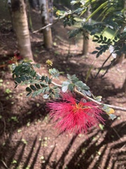 Calliandra tergemina