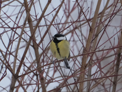 Parus major