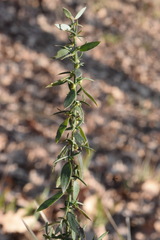 Genista germanica