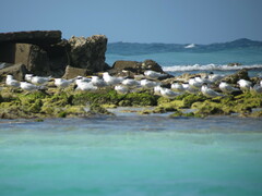 Thalasseus sandvicensis