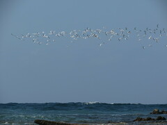 Thalasseus sandvicensis