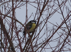 Parus major