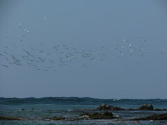 Thalasseus sandvicensis