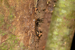 Lepidoptera