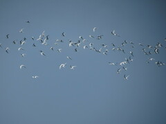 Thalasseus sandvicensis