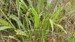 Cephalaria attenuata