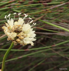 Cephalaria attenuata