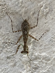 Liturgusa maya