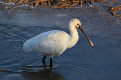 Platalea leucorodia