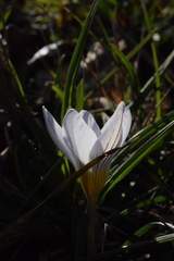 Crocus biflorus