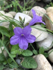 Ruellia nudiflora