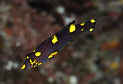 Bodianus mesothorax