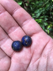 Elaeocarpus angustifolius