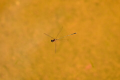 Prodasineura verticalis