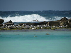 Thalasseus sandvicensis