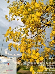 Cassia fistula