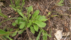 Senecio speciosus