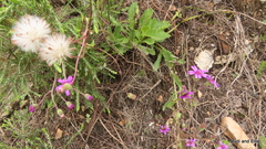 Senecio speciosus