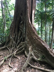 Ficus prolixa