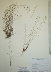 Draba nemorosa