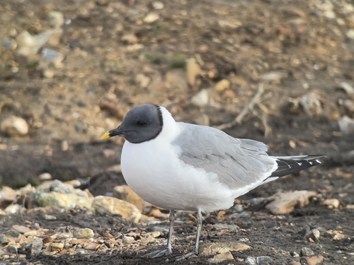Gaviota de Sabine (Xema sabini)