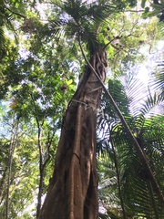 Ficus prolixa