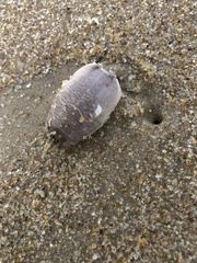 Emerita brasiliensis