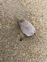 Emerita brasiliensis