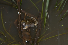 Physalaemus biligonigerus