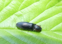 Agriotes fucosus