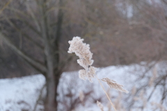 Phragmites australis
